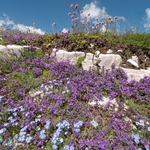 Basil thyme (Acinos arvensis) purple with bright blue Apennine forget-me-not (Myosotis alpina var ambigens)