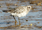 Grey Plover 1