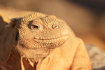Santa Fe Land Iguana head, Santa Fe Island, Galapagos