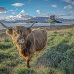 B-11-Castle Stalker Coo