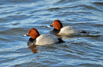 Common Pochards