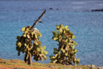 Lava Gull portfolio