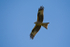 Red Kite