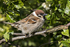 Tree Sparrow