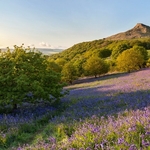 Roseberry Bluebells
