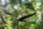 Greater Yellow-headed Vulture