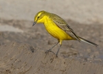 Yellow Wagtail 2