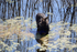 Moose Reflection