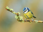 Blue Tit perched on lichen-covered branch, Worcestershire