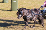 Harness Driving Challenge 13. 0A3A9692