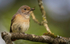 Common Redstart Female