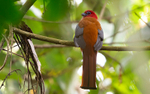 Red-faced Trogon