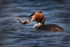 Great Crested Grebe (Podiceps cristatus) with prey