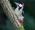 Great Spotted Woodpecker