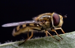 Hoverfly