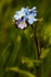 Wood Forget-Me-Not