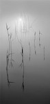 1215 - Islandeady Lough Reeds 1