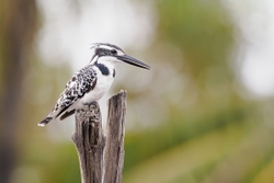 Pied kingfisher