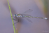 Emerald Damselfy on Iris Leaf 2
