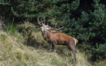 Brame du cerf