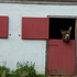 Donkey Relaxing over old Irish traditional  red farm door. Ireland 2
