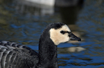 Barnacle Goose
