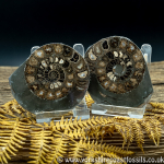 Cut & Polished Whitby Ammonite 041