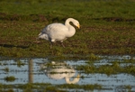 Whooper Swan