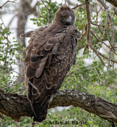 South Africa Birds and Mammals portfolio