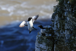 Razorbill portfolio