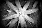 Plant Shapes portfolio