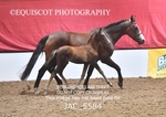 JAC_5584