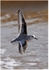 Sanderling in Flight