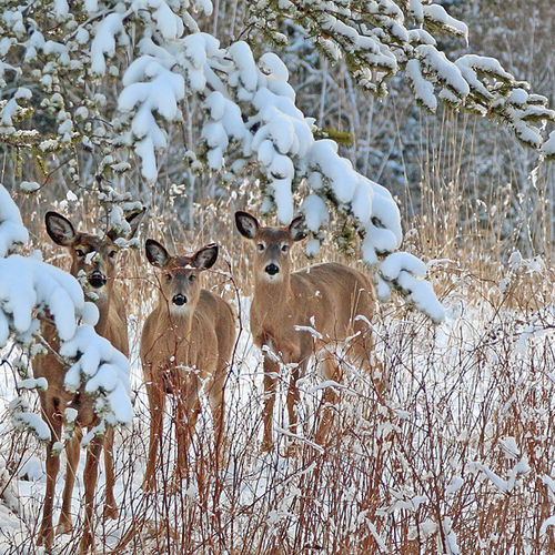 A doe and her two 7 month old fawns pause for pose under a jack pine.