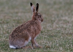 Brown Hare