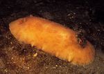 Archidoris pseudoargus