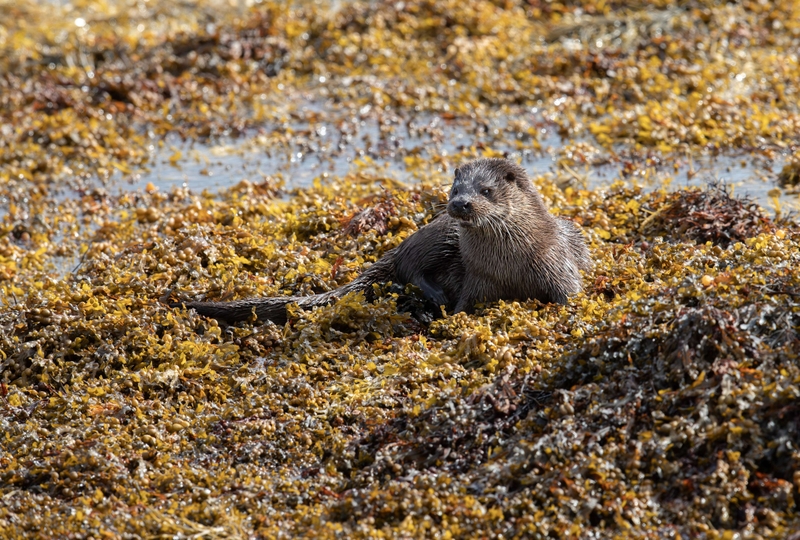 Eurasian Otter - Isle of Mull - Scotland