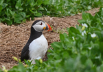 Puffin