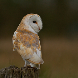 Barn Owl perched on a post