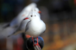 Black headed gulls on a railing in Bristol_0043