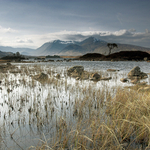 One Tree Island, Black Mount