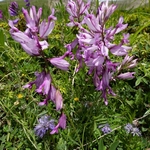 Greater  Milkwort ( Polygala major)