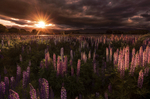 Lupins
