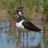 Lapwing (adult) on the Closes at Otmoor