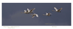 Whooper Swans