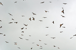 Red Kites