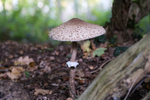 7th Oct Woodland Parasol