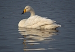 Whooper Swan