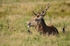 Red Deer