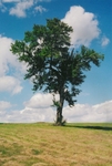 TheTree2007Layer50005